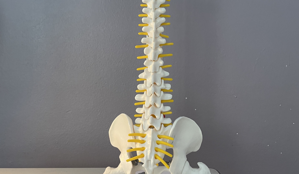Columna Vertebral
